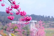 看！三月的“机电”何处不飞花